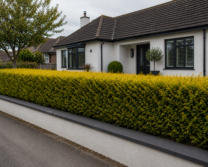 Gold Leylandii